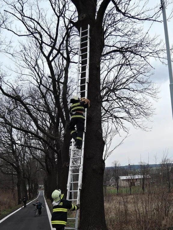 Kotě čekalo na hasiče na stromě v osmi metrech. Foto: HZSLK