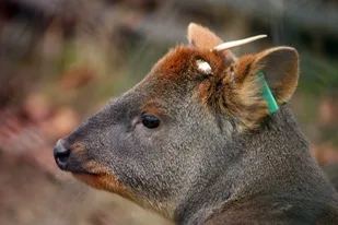 pudu