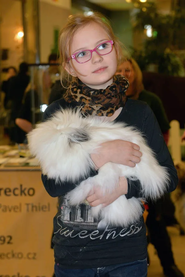 www.apikfoto.cz