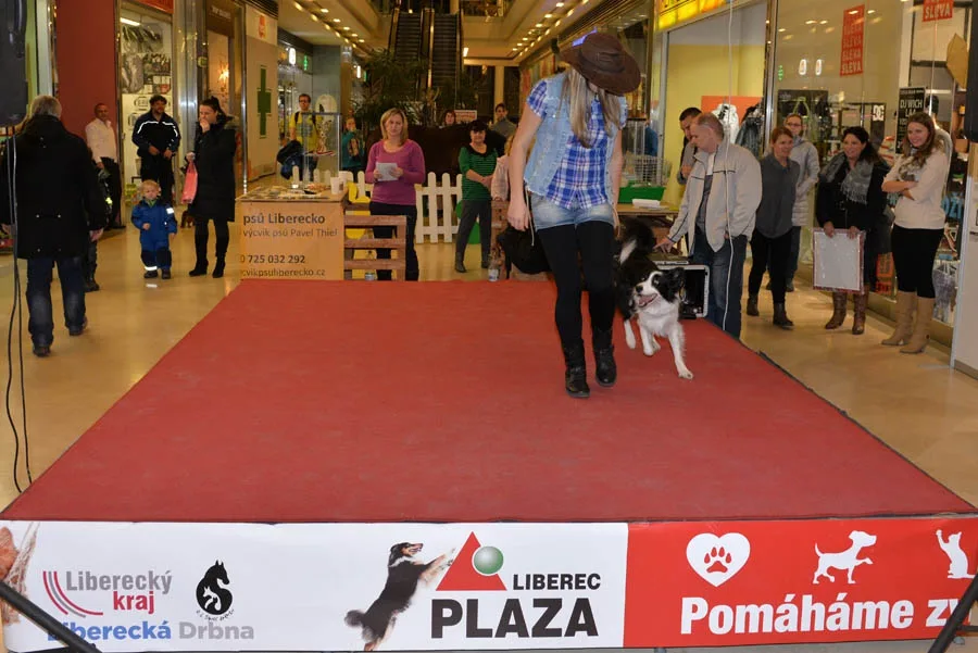 www.apikfoto.cz