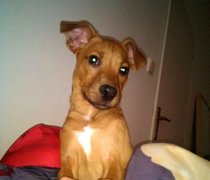 Dexter