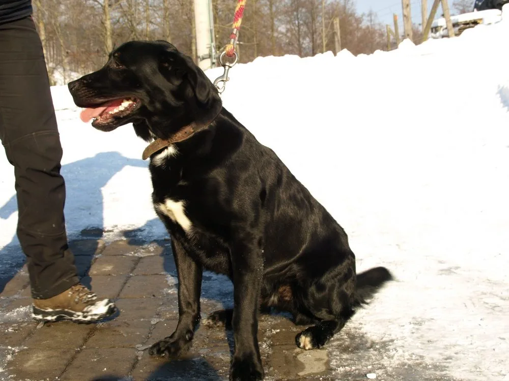Nalezený labrador
