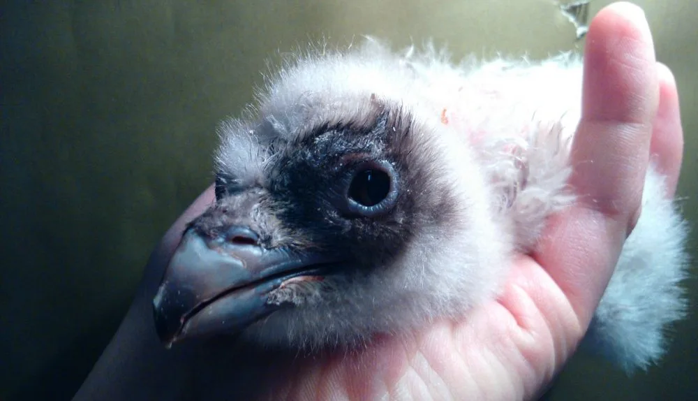V zoologické zahradě se vylíhl vzácný orlosup. Foto: ZOO Liberec