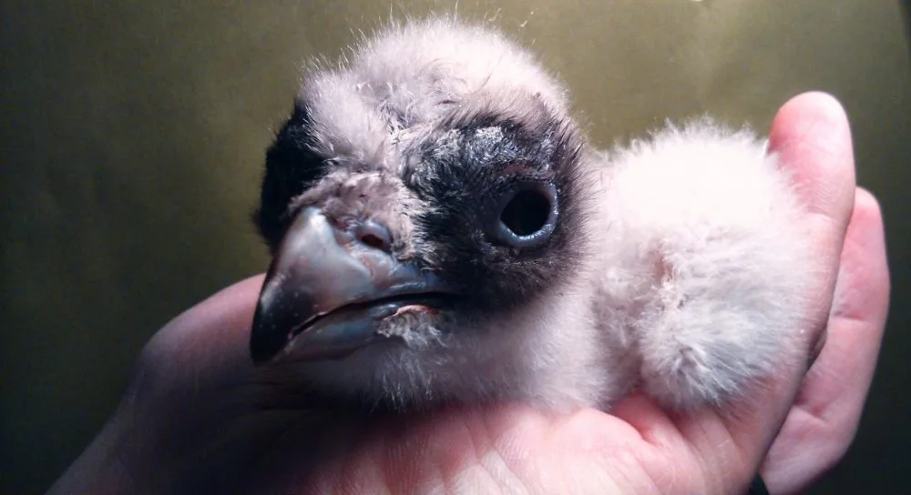 V zoologické zahradě se vylíhl vzácný orlosup. Foto: ZOO Liberec