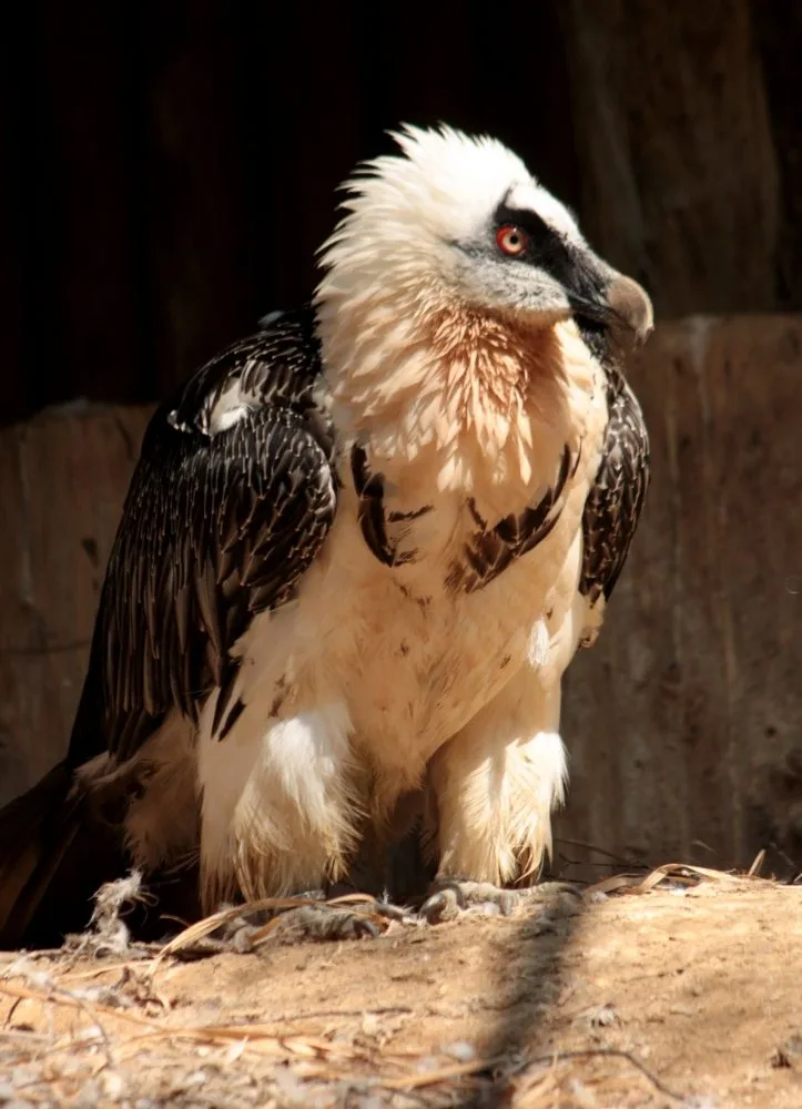 V zoologické zahradě se vylíhl vzácný orlosup. Foto: ZOO Liberec