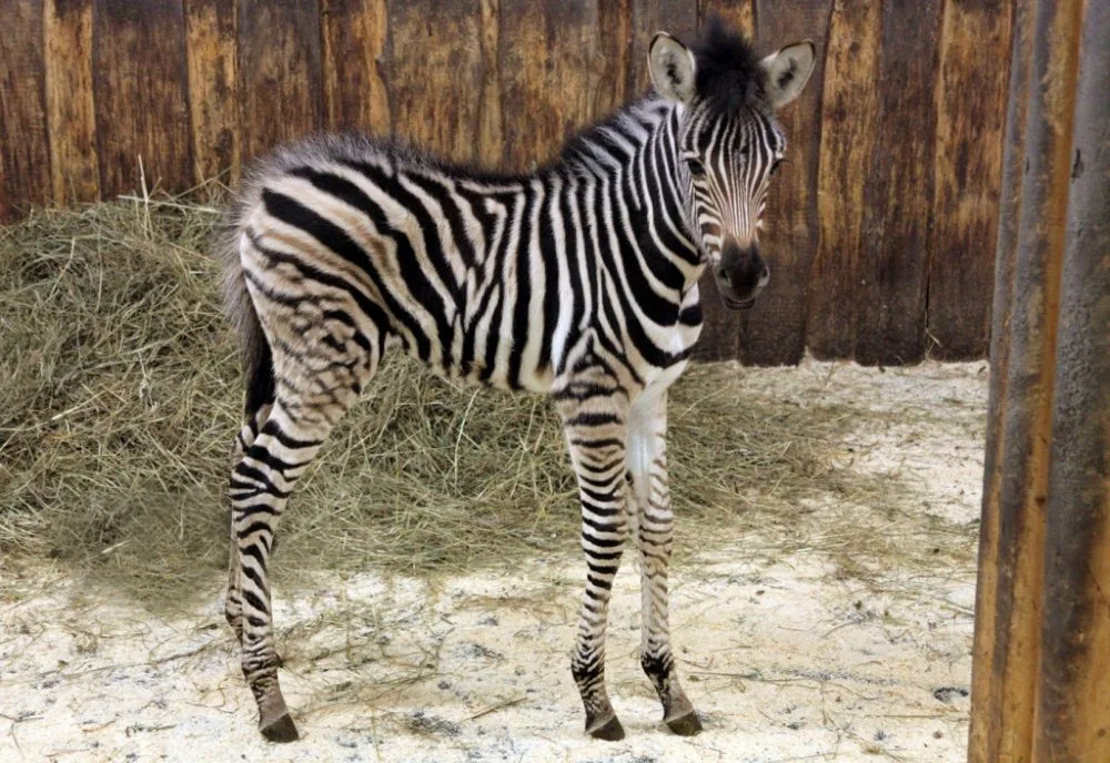 Malá samička Jina. Foto: ZOO Liberec