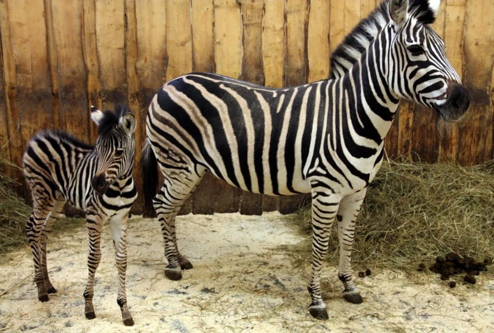 Jina s maminkou Juou. Foto: ZOO Liberec