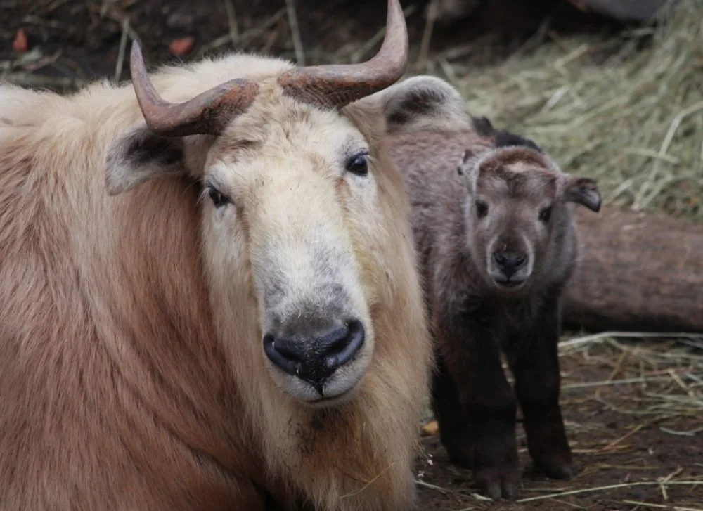Nejnovější přírustek v takiním stádu. Foto: ZOO Liberec