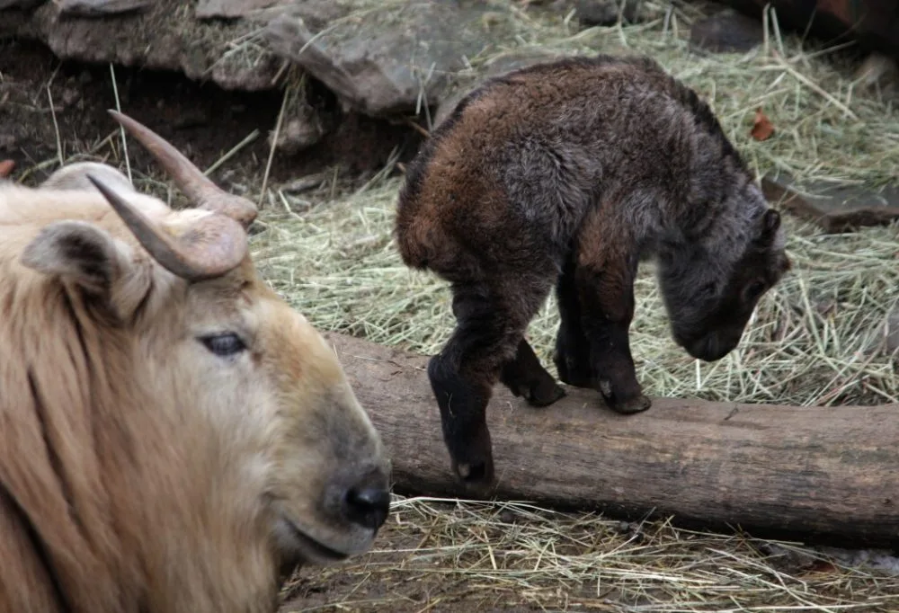 Nejnovější přírustek v takiním stádu. Foto: ZOO Liberec