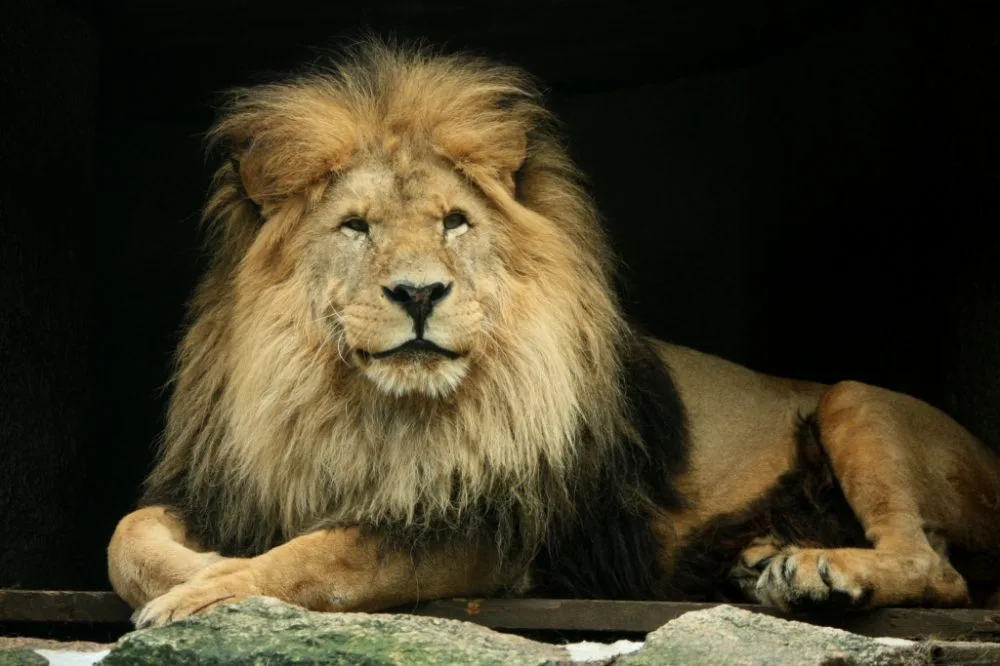 Lev Sultán. Foto: ZOO Liberec