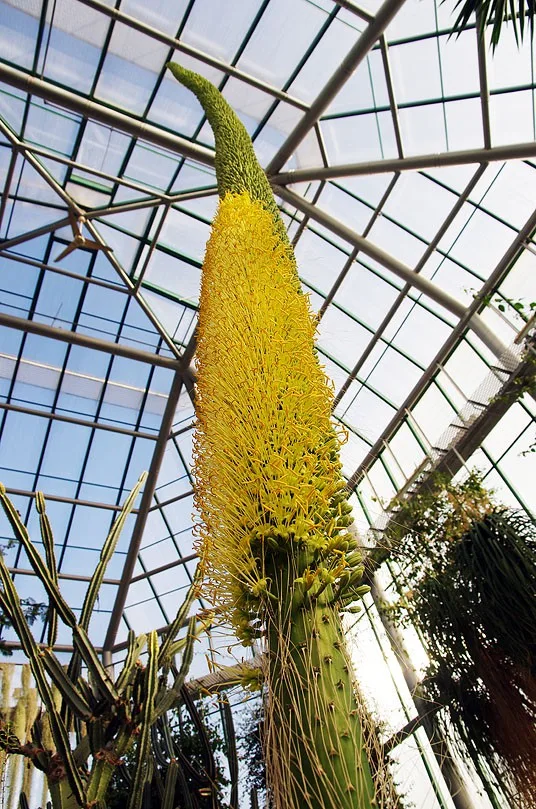 V Liberci poprvé kvete obří agáve, jsou na ní tisíce květů. Foto: Botanická zahrada Liberec