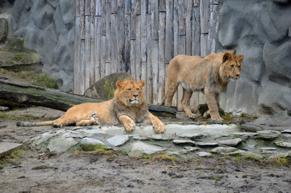 Terry a Basty. Foto: ZOO Olomouc
