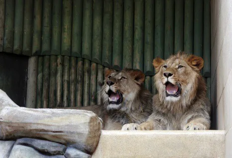 Ilustrační foto: ZOO Liberec