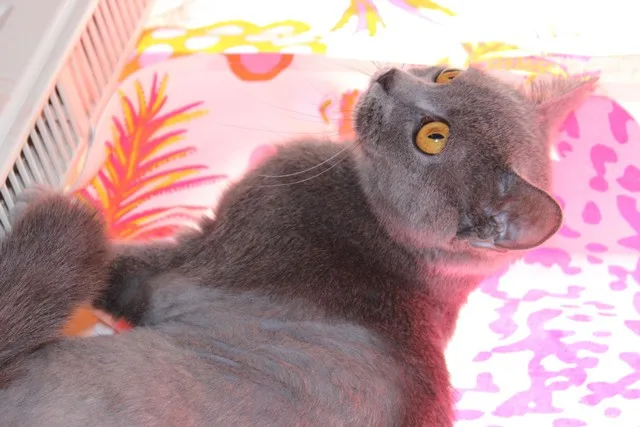 Mia
