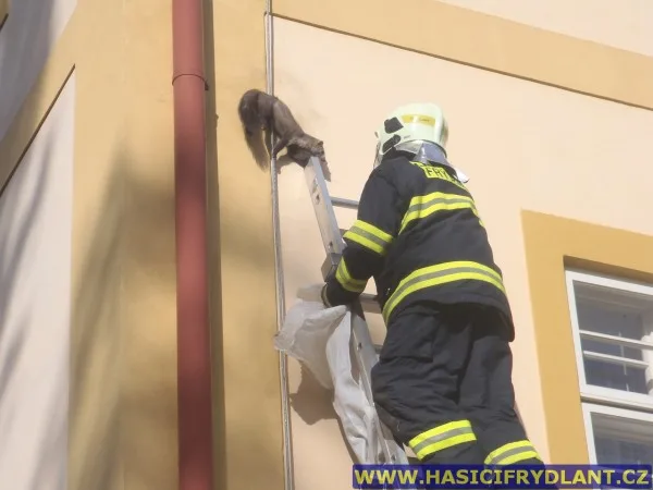 Kuna za hromosvodem. Foto: Hasiči Frýdlant