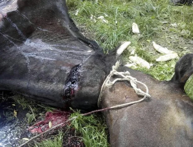 Chceme co nejvyšší trest pro tyrana koně, žádají tisíce lidí v petici. Foto: Policie ČR