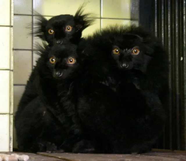 Lemuři v liberecké ZOO