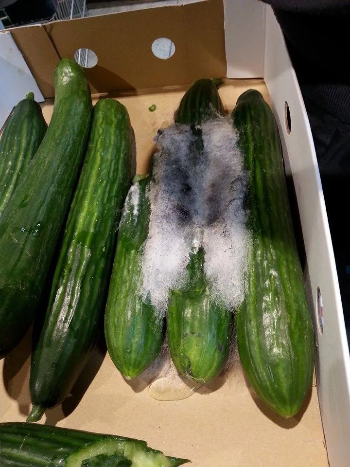 Okurky v bílém kabátku. Tohle jste vyfotili v Kauflandu. Foto: čtenář Drbny