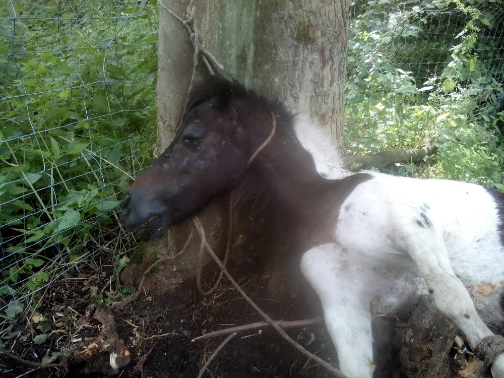 Takhle dopadl poník po řádění tyrana. Foto: Policie ČR