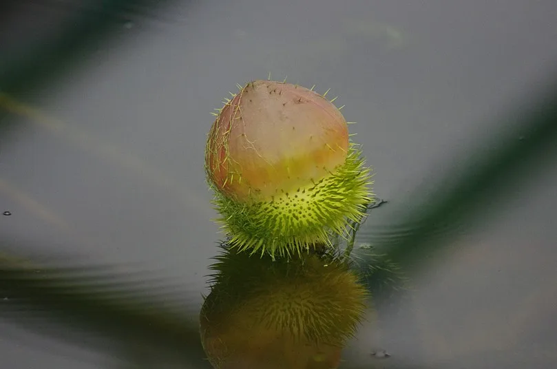 Poupě viktorie královské. Foto: Botanická zahrada Liberec