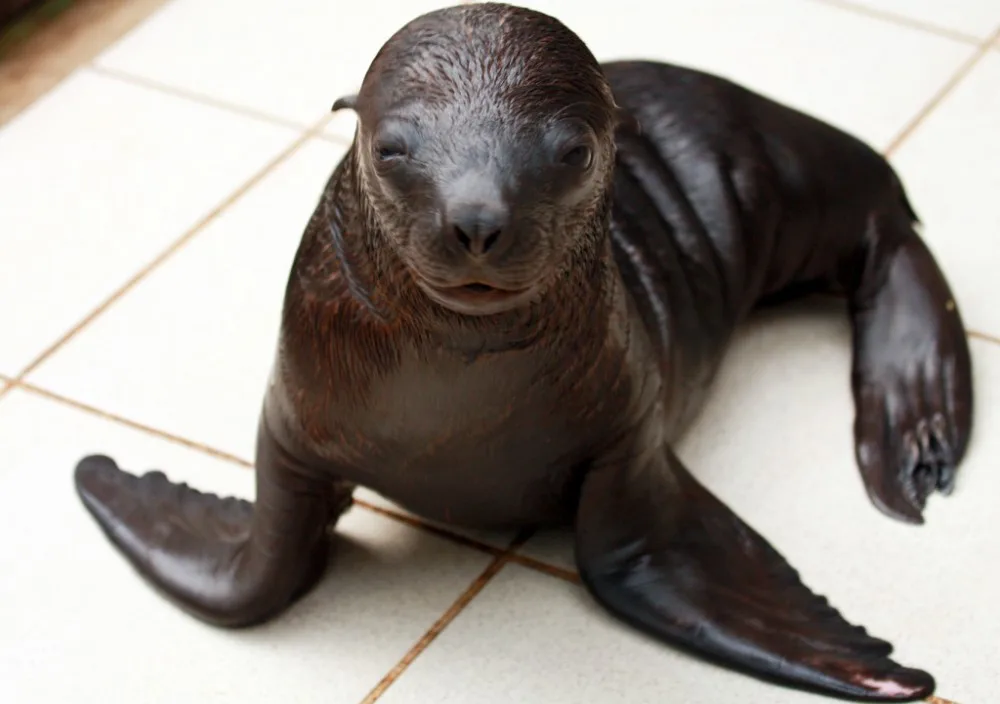 Nejnovější přírůstek lachtaní rodiny. Foto: ZOO Liberec