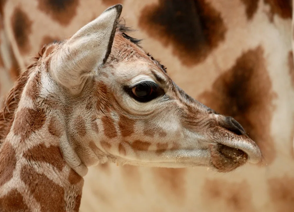 Samička Anastasia je další žirafou v liberecké ZOO. Foto: ZOO Liberec
