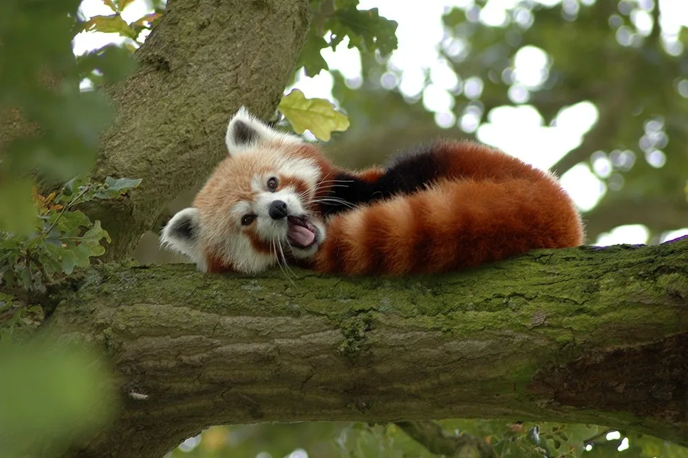Panda červená. Ilustrační foto: Brněnská Drbna