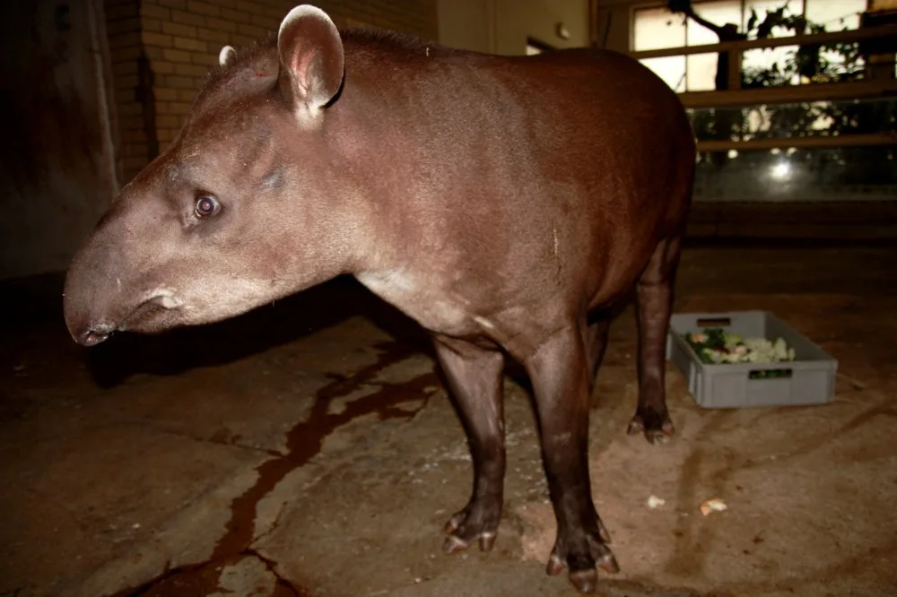 Liberecká zoo má opět ve svém chovu tapíra jihoamerického. Foto: ZOO Liberec