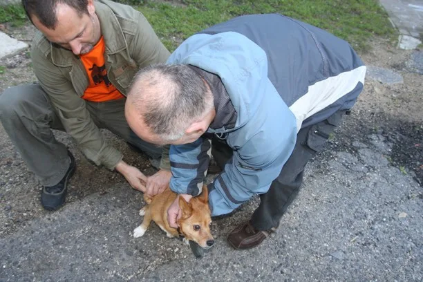 Veterináři bez hranic opět naočkují psy libereckých bezdomovců