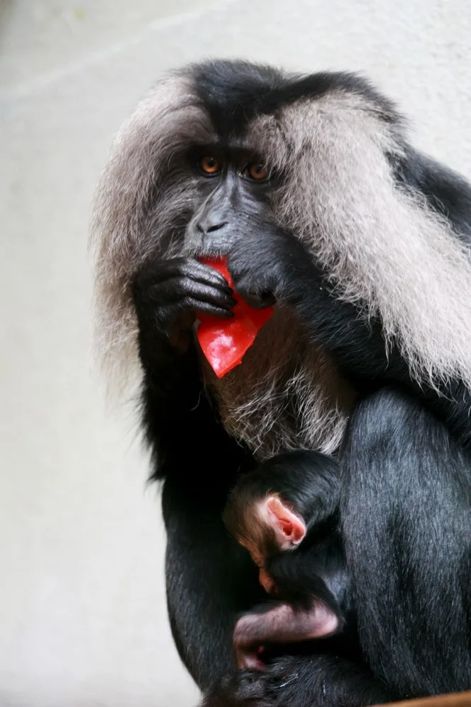 Otcem je 14letý samec Viki a malý makak dostal od ošetřovatelů jméno Mischonne, které je přejato od bojovnice ze seriálu Walking Dead. Foto: ZOO Liberec