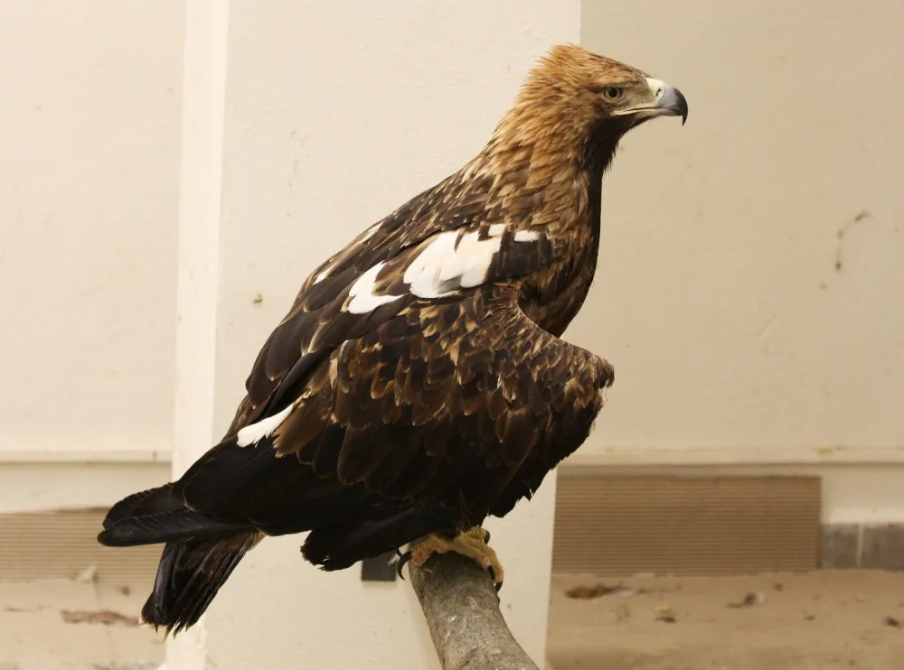 Liberecké zoo získala tři ohrožené orly z Izraele