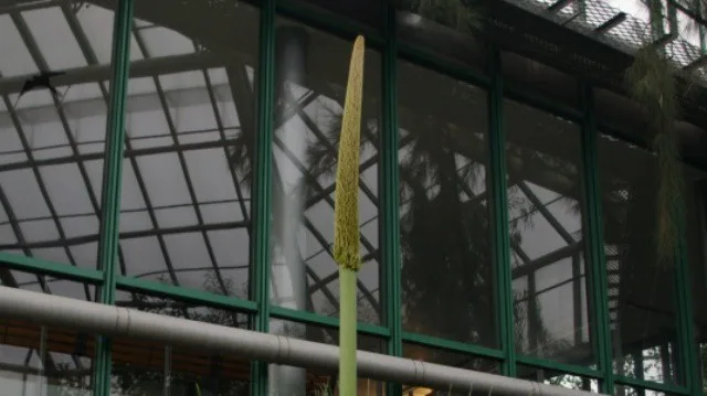 V liberecké botanické zahradě poprvé vykvete vzácný žlutokap