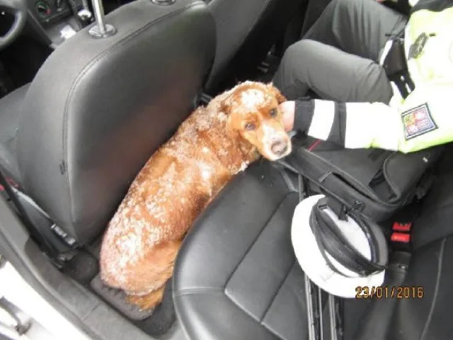 Policisté zachránili život zatoulané fence. Vyděšená seděla uprostřed frekventované silnice