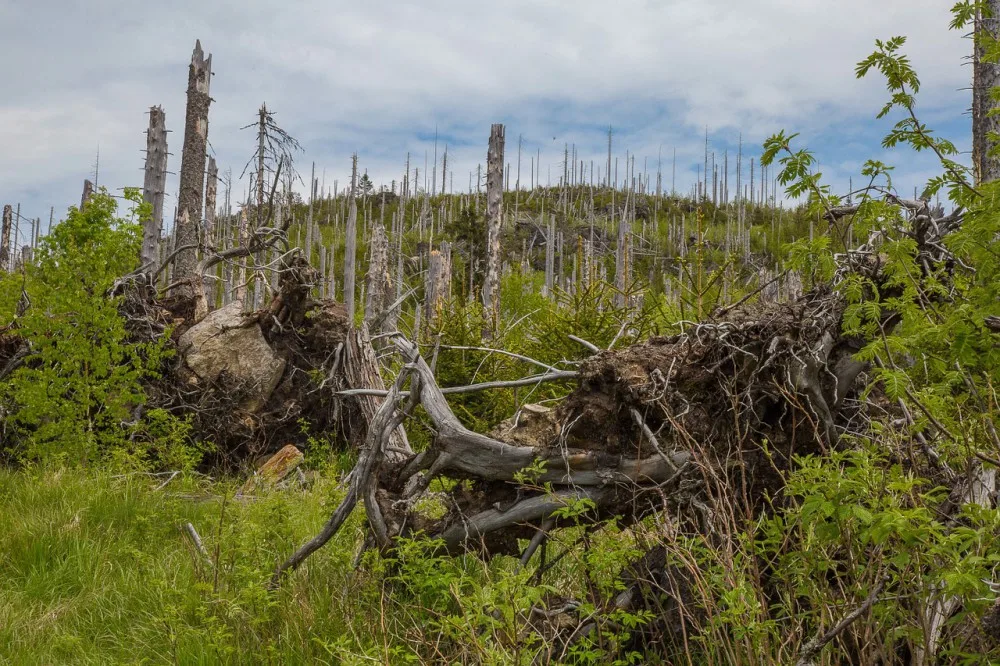 Ilustrační foto; kůrovec
