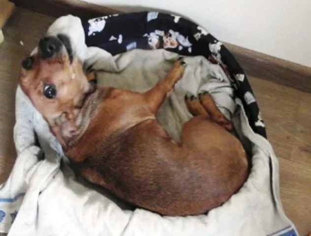 Majda