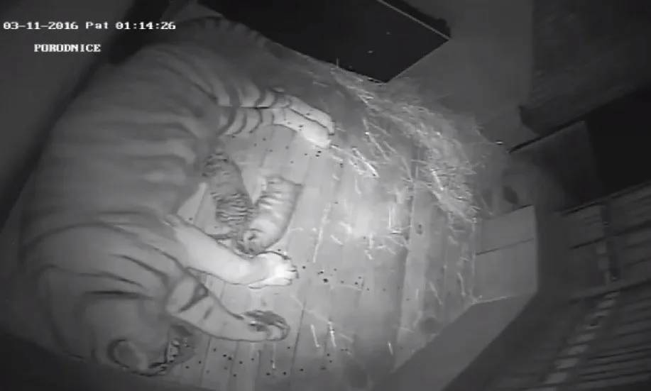 Tygří mláďata se mají k světu, přísun mléka z nich dělá nemotorné válečky