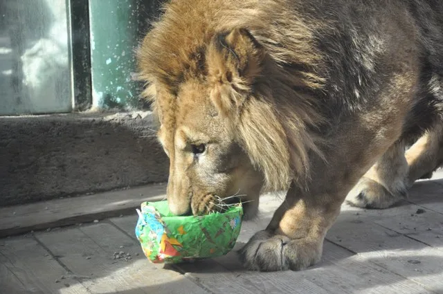 Zvířata v liberecké zoo slavila Velikonoce. Dostala papírová vejce s dobrotami