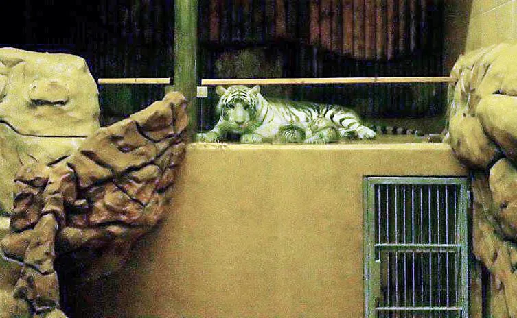 Tygřata v liberecké zoo se už začínají vydávat ven do expozice