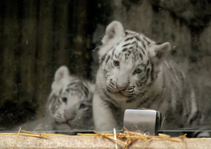 Tygřata v liberecké ZOO.