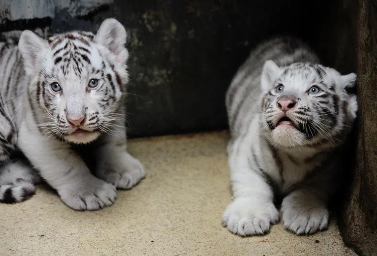 Návštěvníci liberecké zoo už mohou vidět pár mláďat bílých tygrů