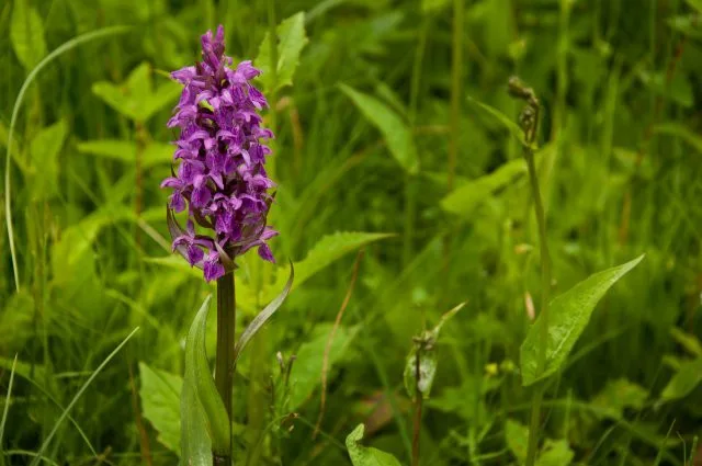 Na louce v Jizerských horách rozkvetly vzácné orchideje