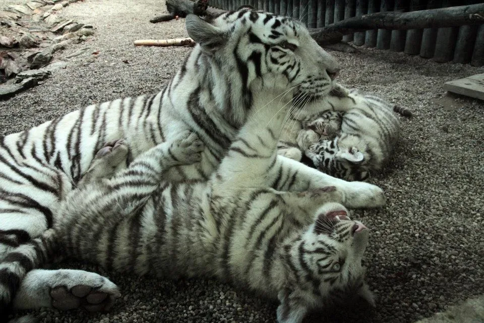 Ilustrační foto; Zoo Liberec
