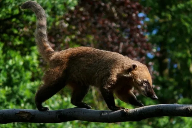Nosál červený v liberecké zoo