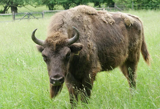 Zubři by mohli spásat louky, stát by ušetřil miliony, tvrdí vědci