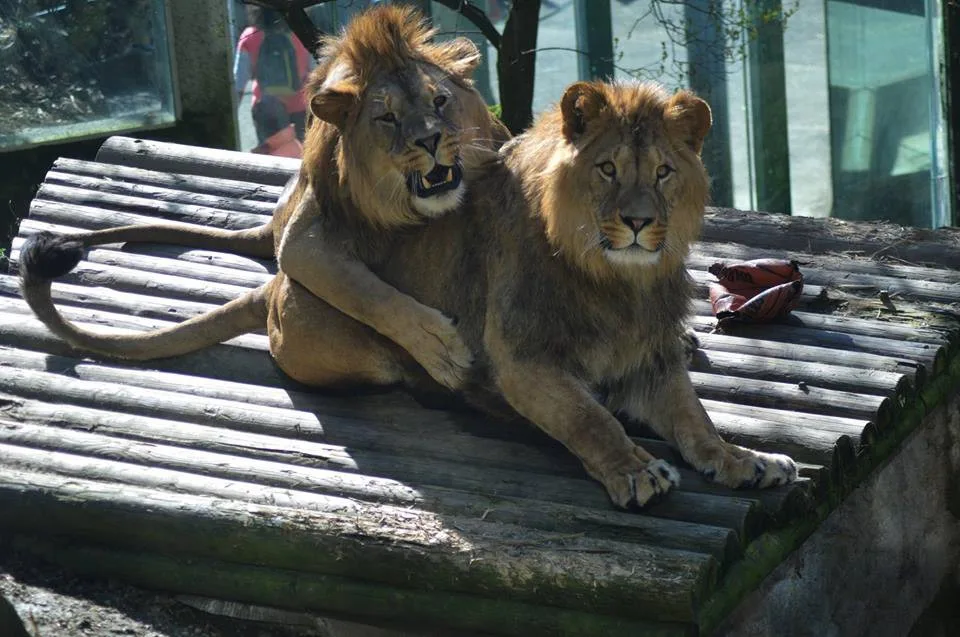 V liberecké zoo slavili lvi berberští třetí narozeniny