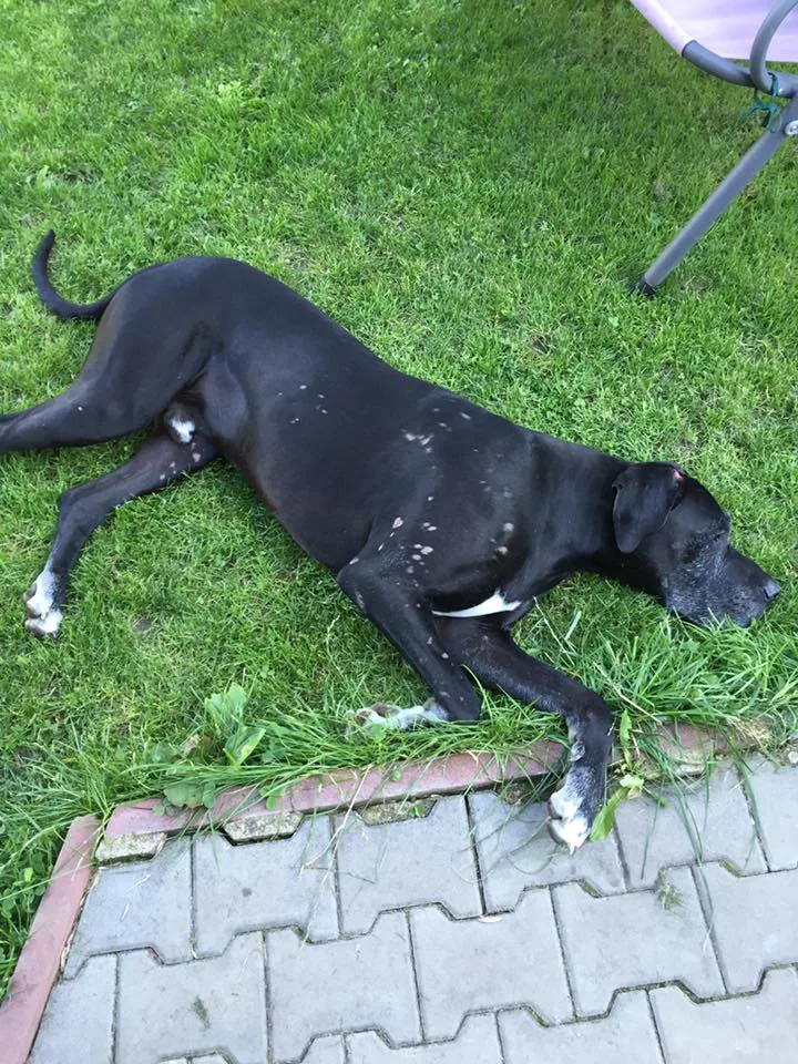 Msta za štěkot? V Růžodole kdosi polil psa kyselinou