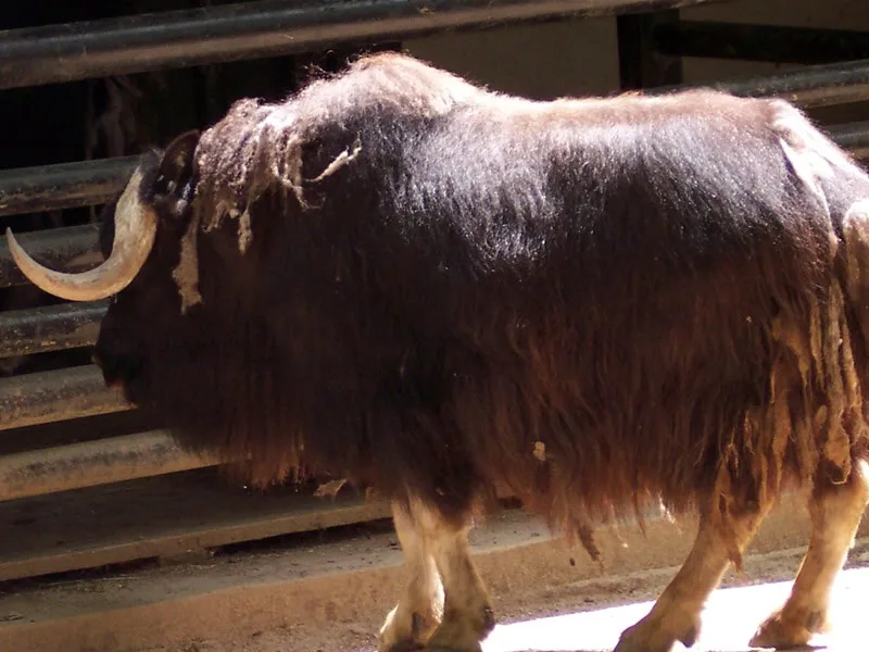Liberecká zoo po více než čtvrtstoletí přestane chovat pižmoně