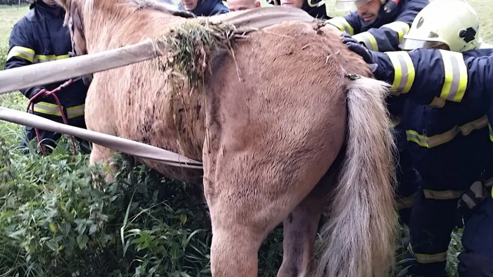 Hasiči vyprošťovali koně ležícího mezi kmeny stromů