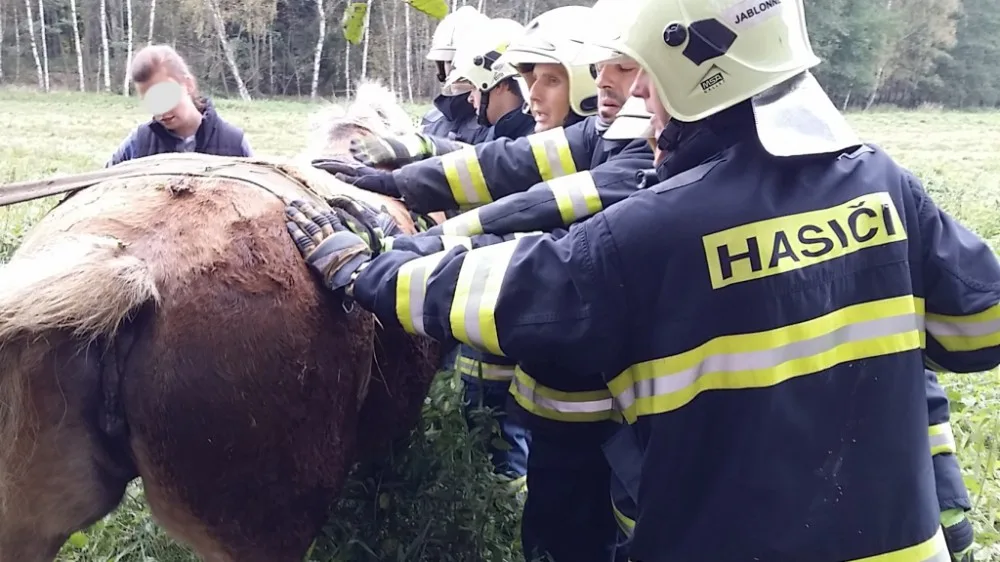 Hasiči vyprošťovali koně ležícího mezi kmeny stromů