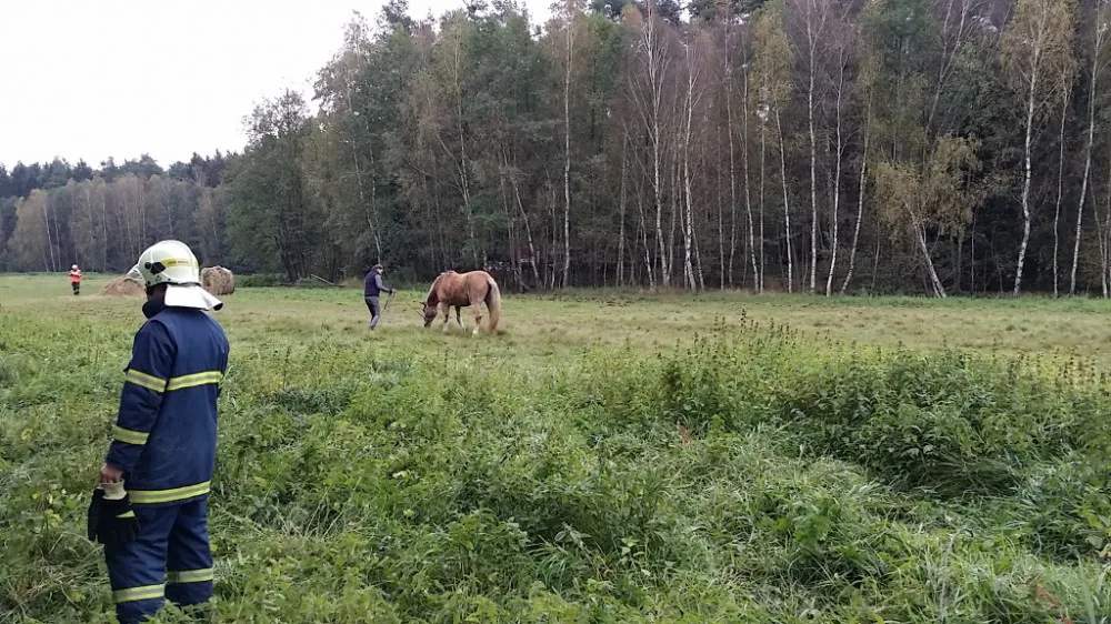Hasiči vyprošťovali koně ležícího mezi kmeny stromů